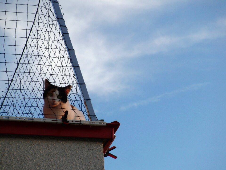 Cat curious animals