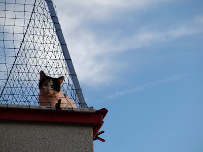 Cat curious animals