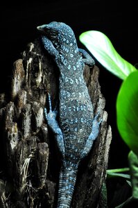 Monitor lizard reptile