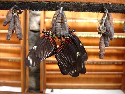 Butterflies insect dolls photo