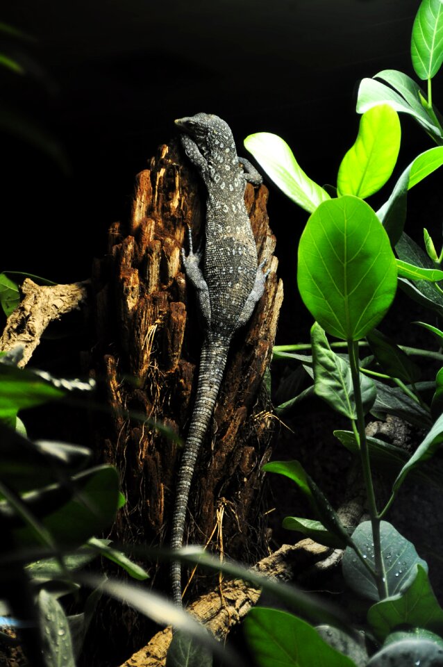 Monitor lizard reptile