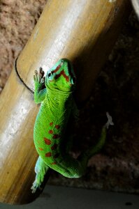 Reptile green red photo