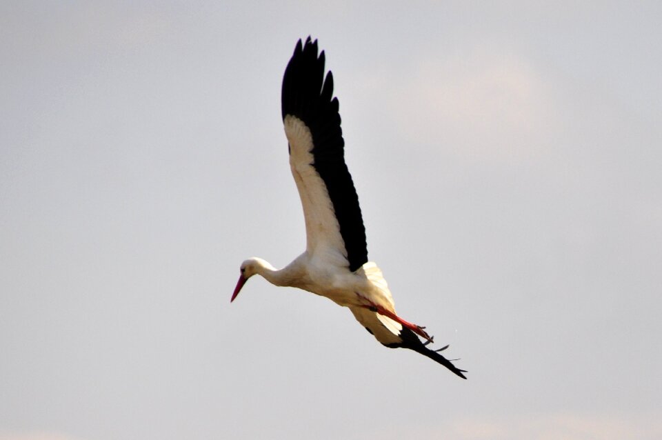 Birds animals flying
