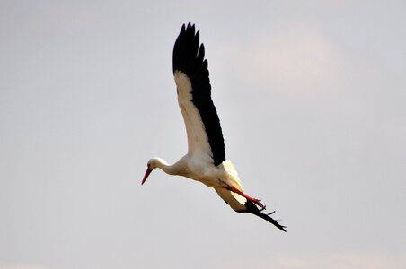 Birds animals flying