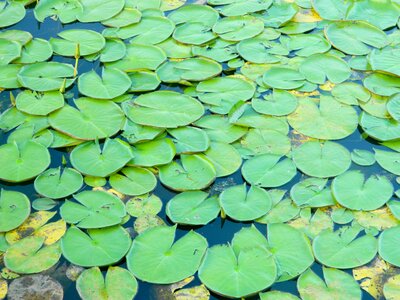 Plant agua pond