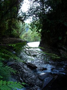 Forest river water photo