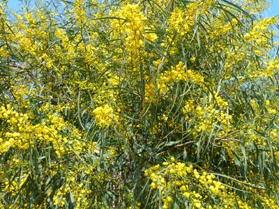 Blossom bloom inflorescences