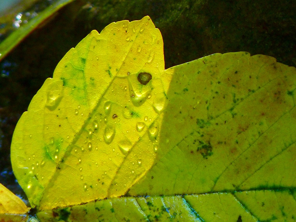 Autumn maple maple leaf