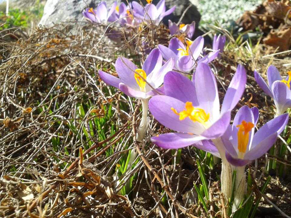 Crocuses spring sun