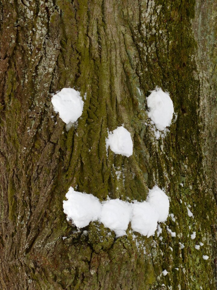 Tree face face snow ball