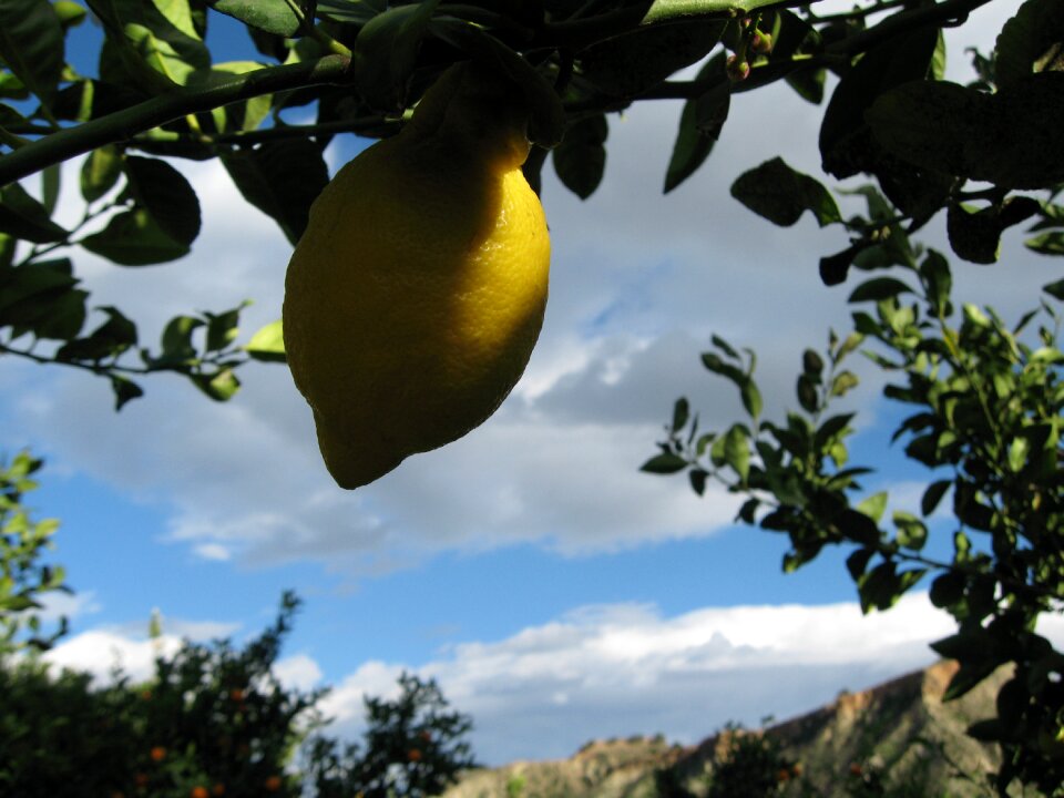 Fruit yellow tree