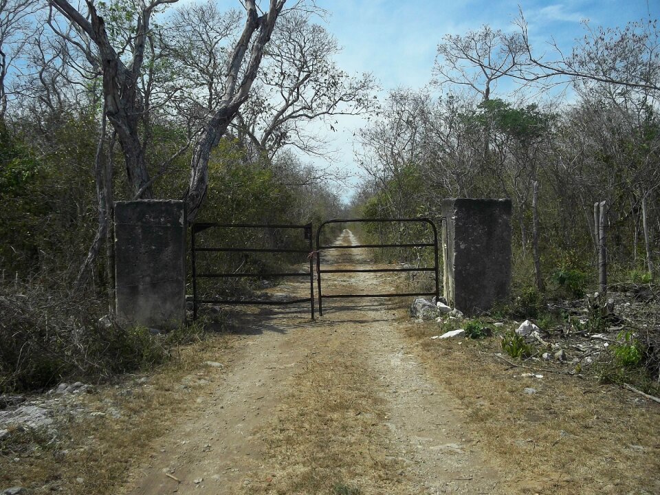 Trees road dirt photo