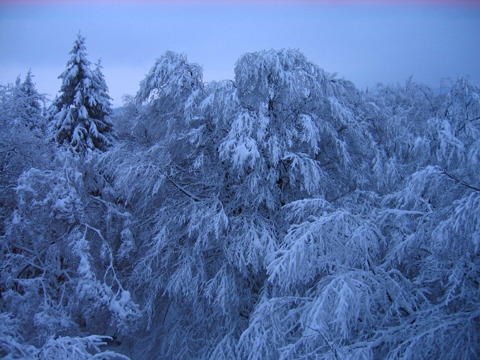 Woods winter snow