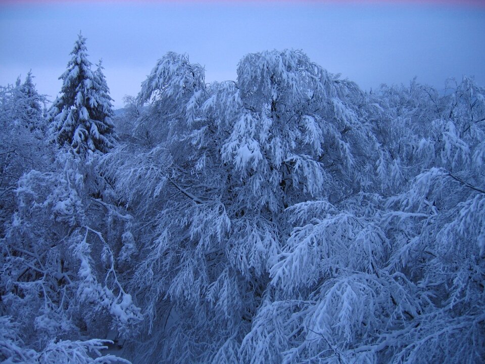 Woods winter snow photo