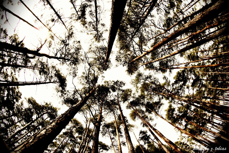 Fisheye nature heaven