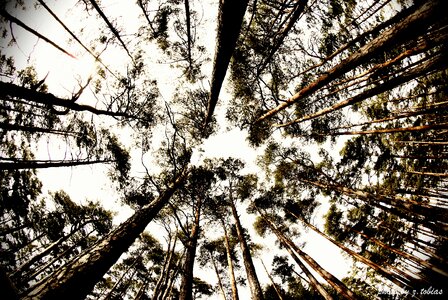 Fisheye nature heaven