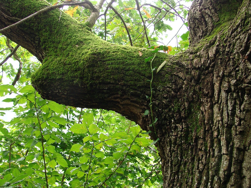 Tree moss branch
