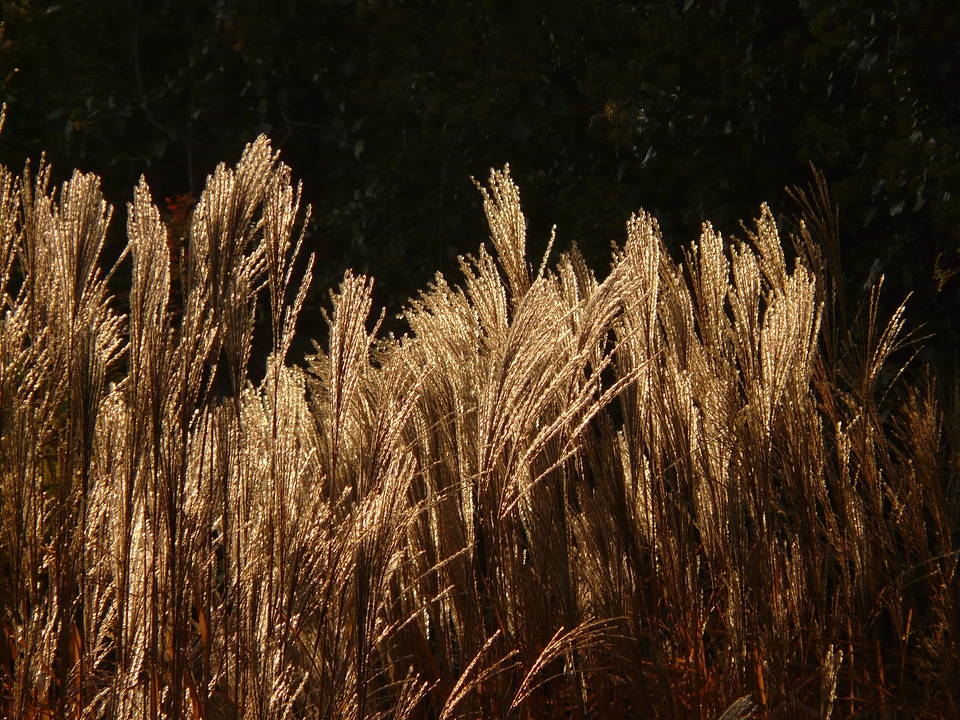 Licorice poaceae silver spring photo