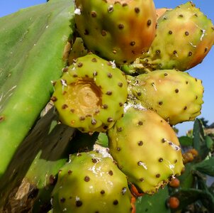 Fruit market food