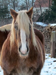 Horse winter farm