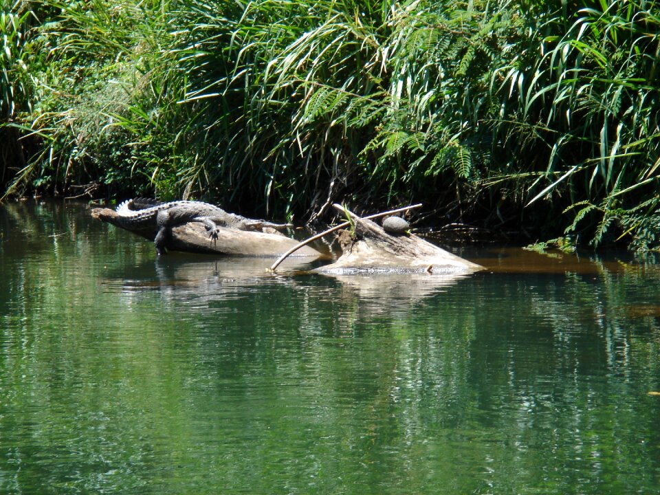 Crocodile dangerous reptile