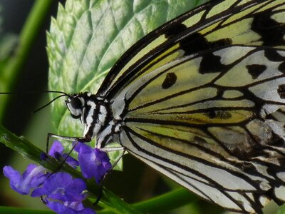 Wing white black