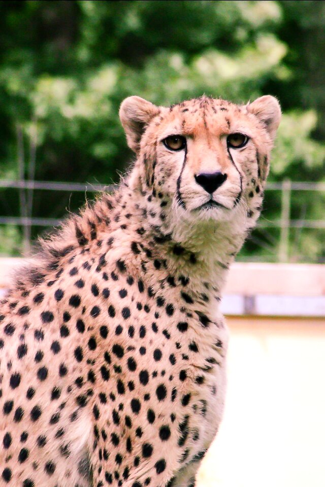 Predator stains animal