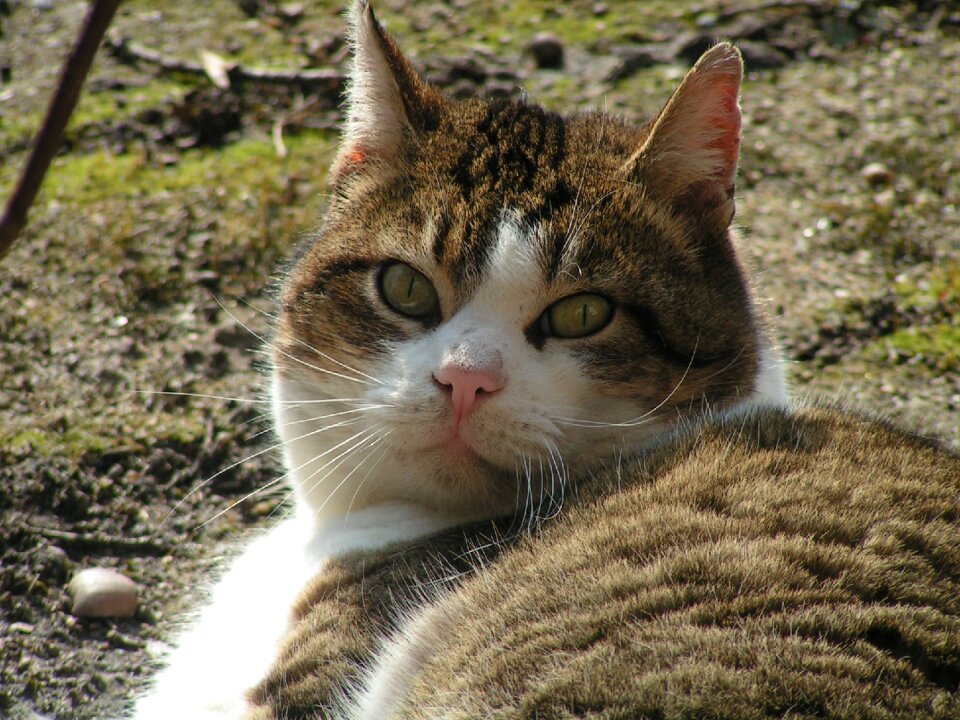 Animals pet feline