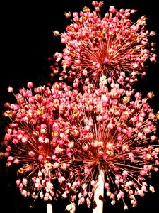 Fireworks dried flowers colorful