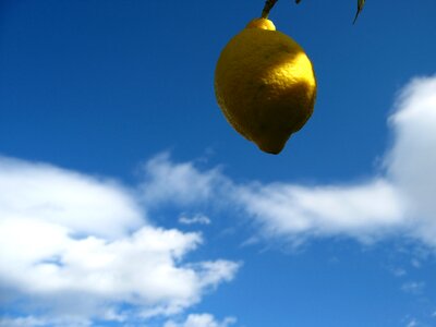 Fruits citrus fruits vitamins