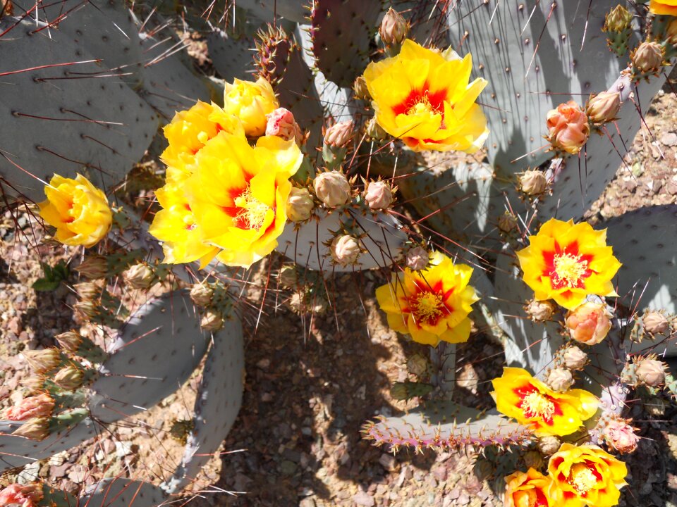 Flower arizona plant
