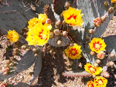 Flower arizona plant
