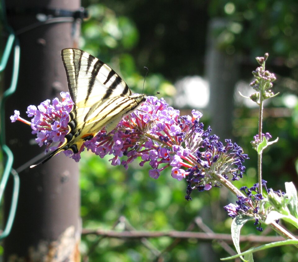 Yellow wings flower organ