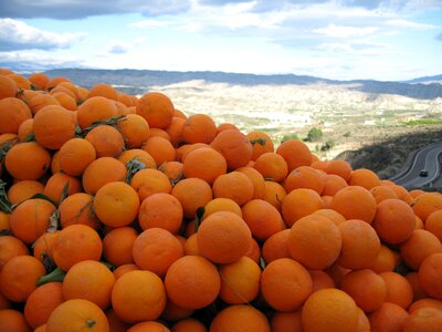 Oranges citrus vitamins photo