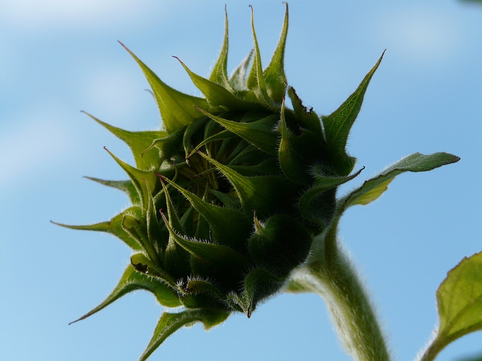 Flower nature plant