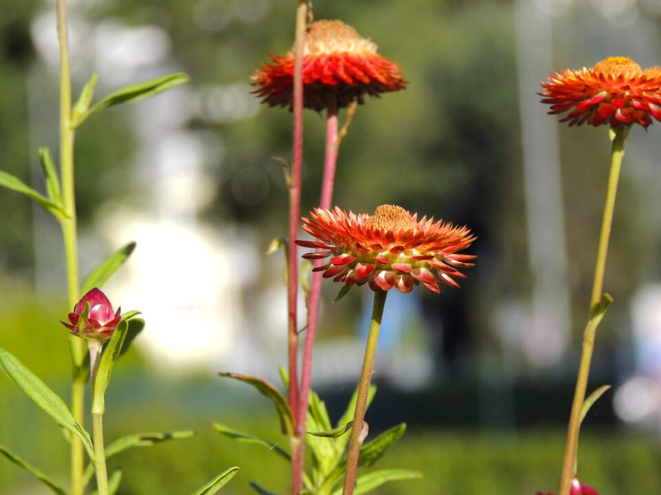 Bloom italicum macro photo