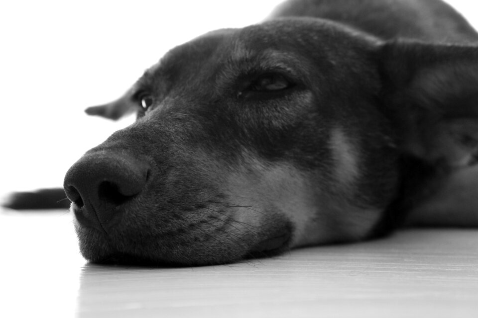 Dog animal Free photos