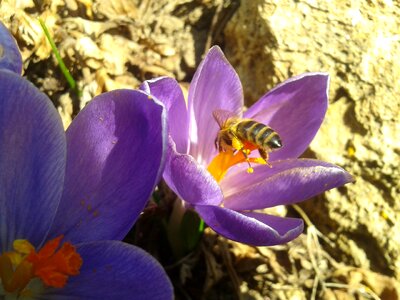 Bee flower pollination