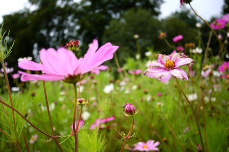 Wild flowers white reported