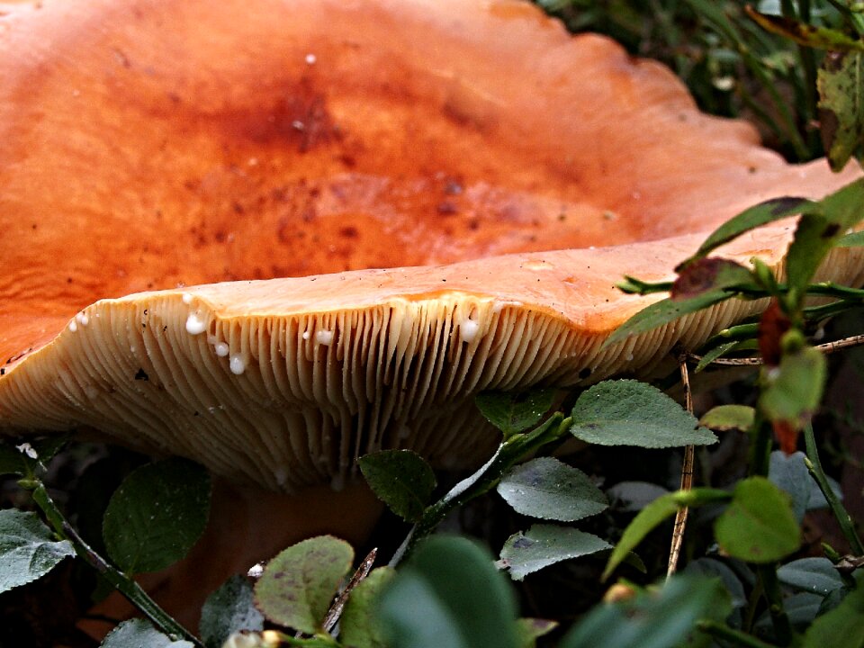 Syrovinka edible mushrooms