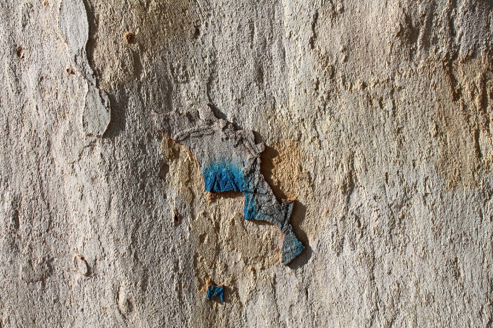 Scorza pattern bark