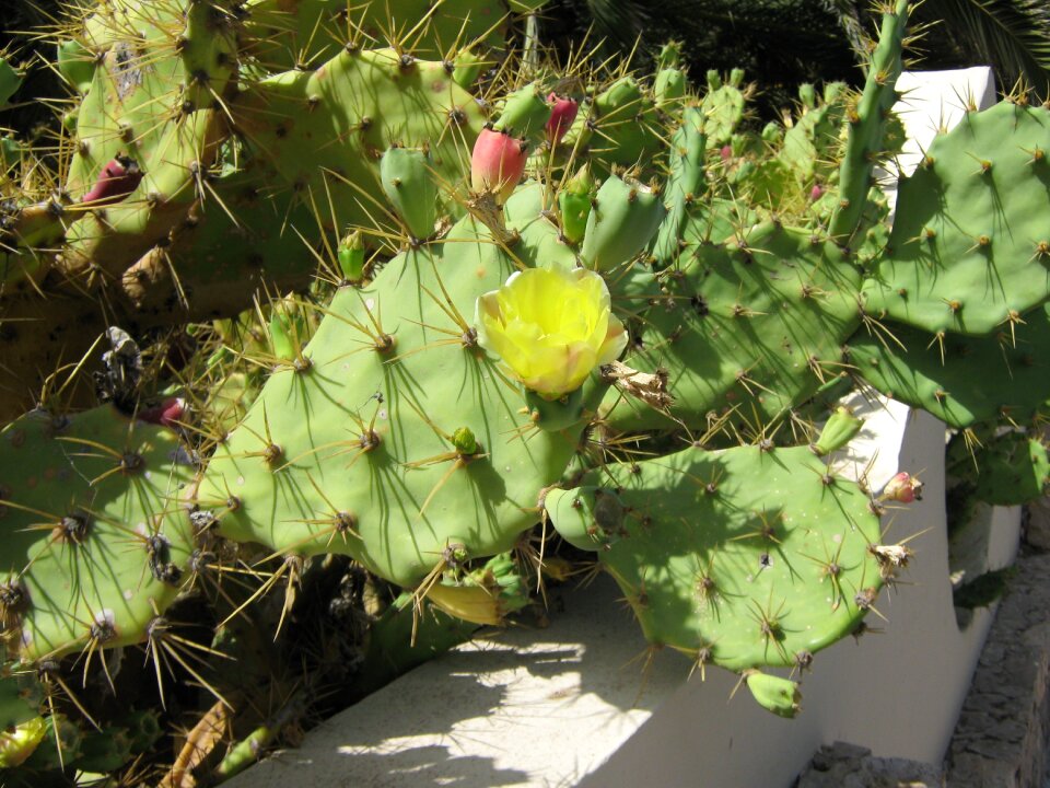 Plant yellow sting