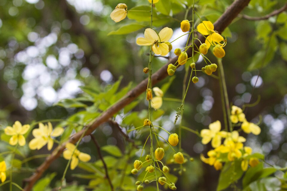 Yellow flower blossom bloom