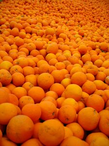 Oranges citrus vitamins photo