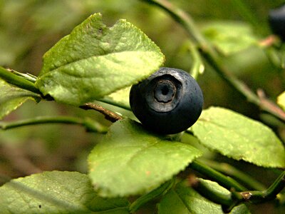 Berries blueberry forest fruit photo