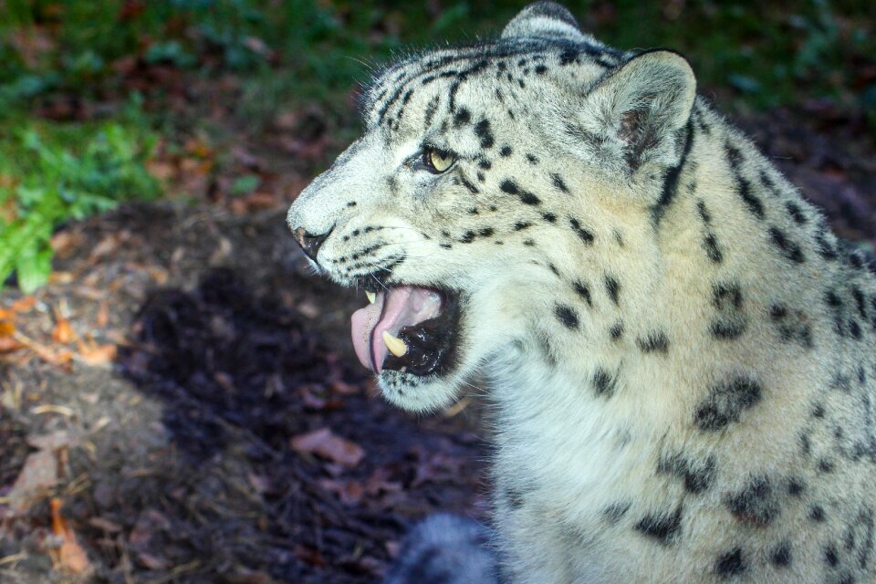 Wildcat nature mammal