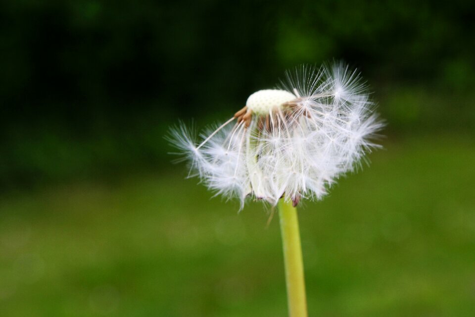 Dandelion flower flowers