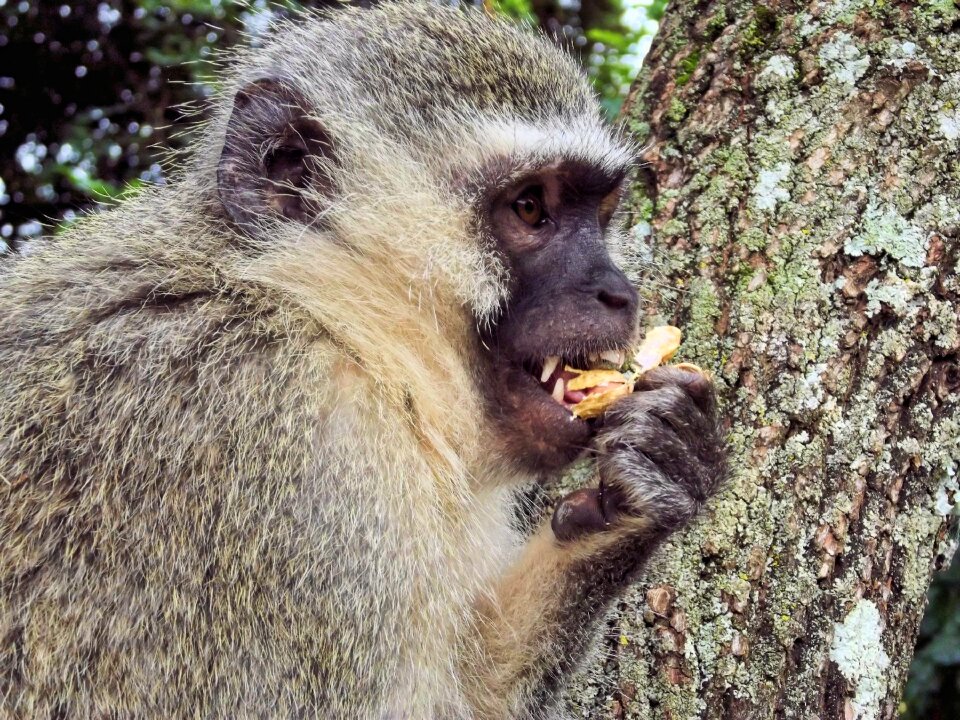 Monkey family wild mountain