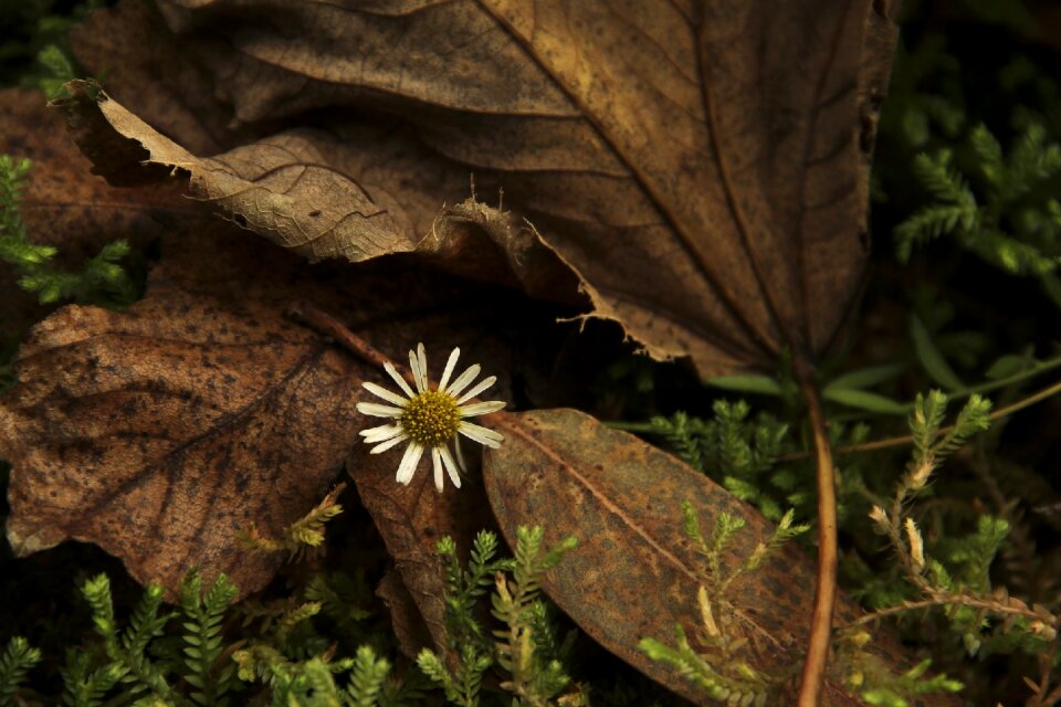 Flower nature sheet