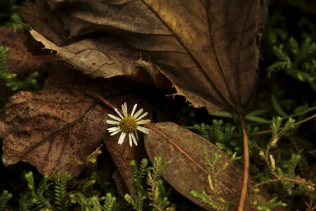 Flower nature sheet